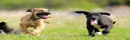 Mixed Breed dogs for sale: Falcon - European Doberdane - Ad 2