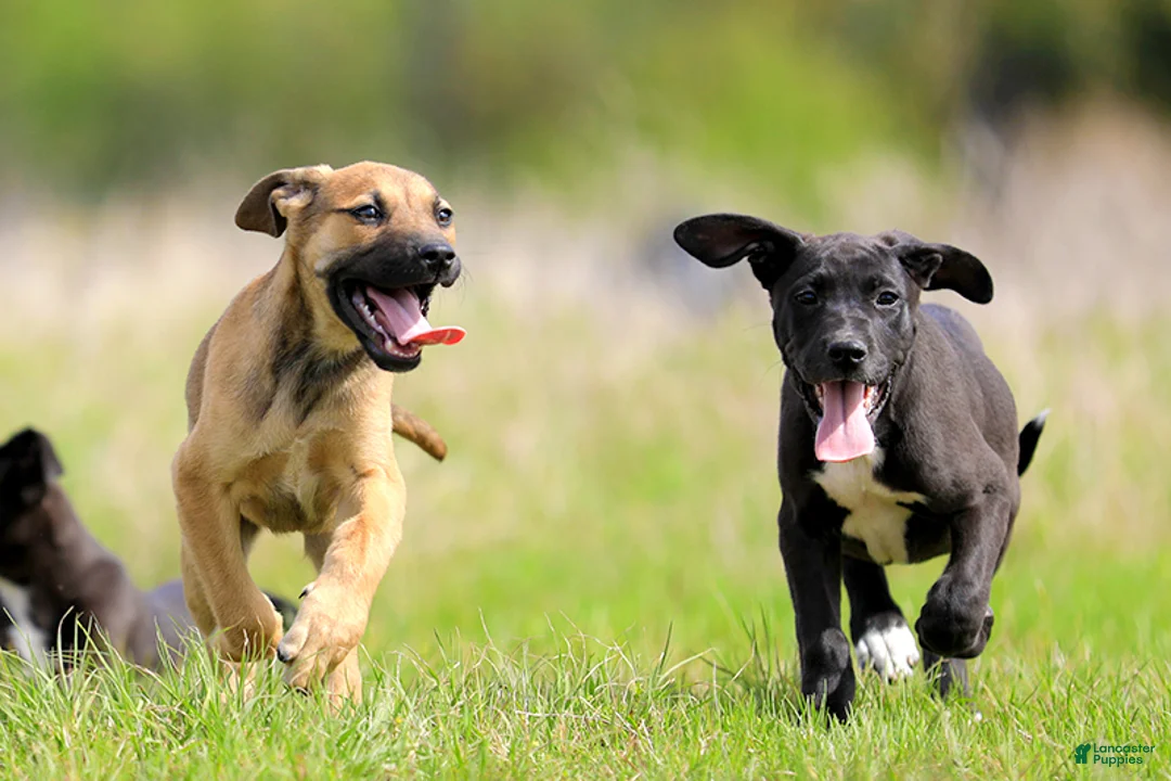 Mixed Breed dogs for sale: Falcon - European Doberdane - Ad 2