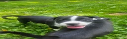 American Pit Bull Terrier dogs for sale: Lucy - Ad 4