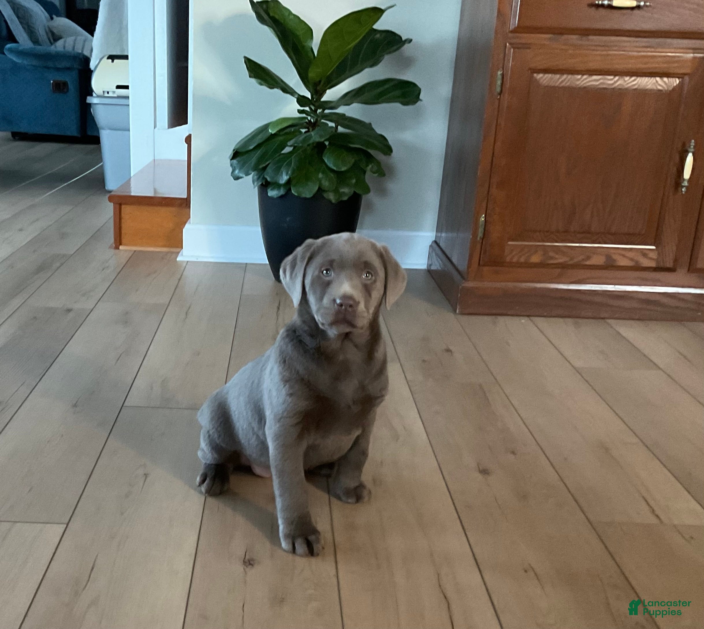 Labrador Retriever dogs Bella - Ad 28