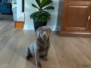 Labrador Retriever dogs Bella - Ad 12