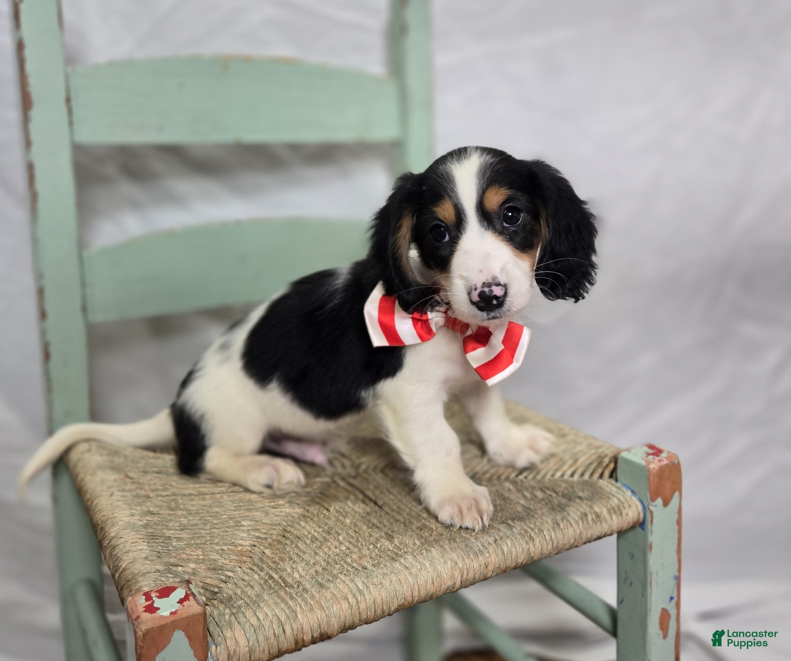 Miniature Dachshund dogs Tyler - Ad 41