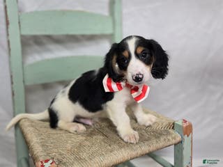 Miniature Dachshund dogs Tyler - Ad 17