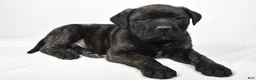 English Mastiff dogs for sale: Badger - Ad 7