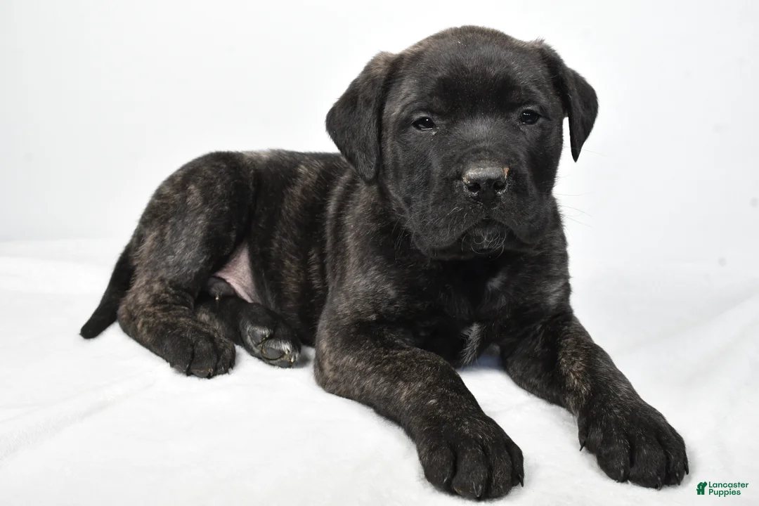 English Mastiff dogs for sale: Badger - Ad 7