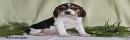 Beagle dogs for sale: Mindy - Ad 5