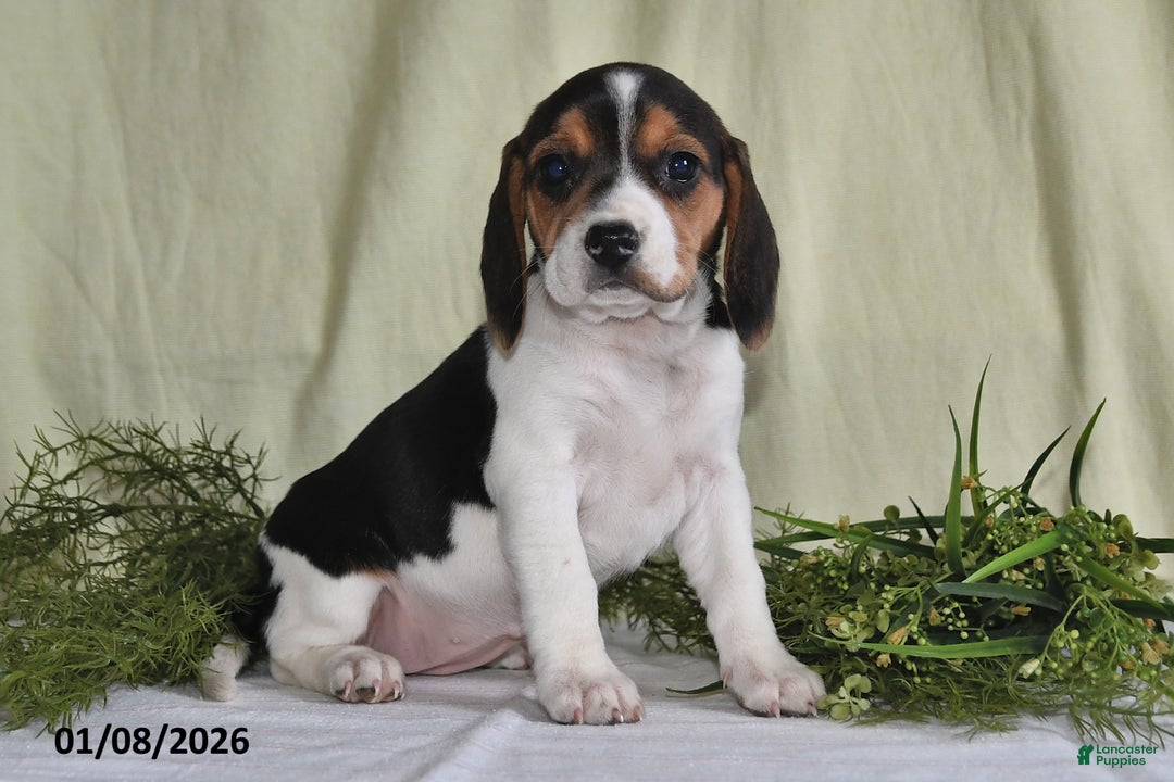 Beagle dogs for sale: Mindy - Ad 5