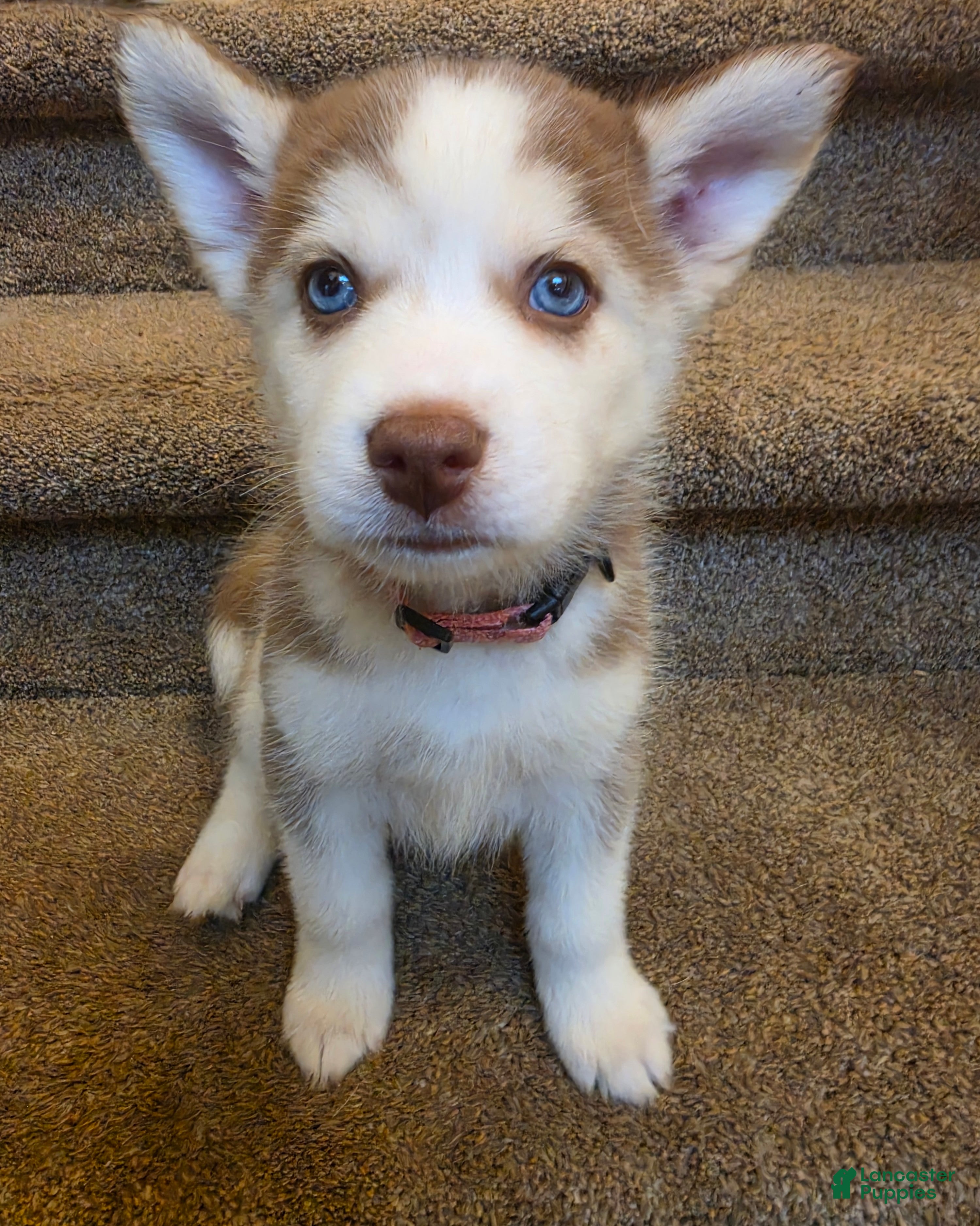Pomsky dogs Annabelle - Ad 12