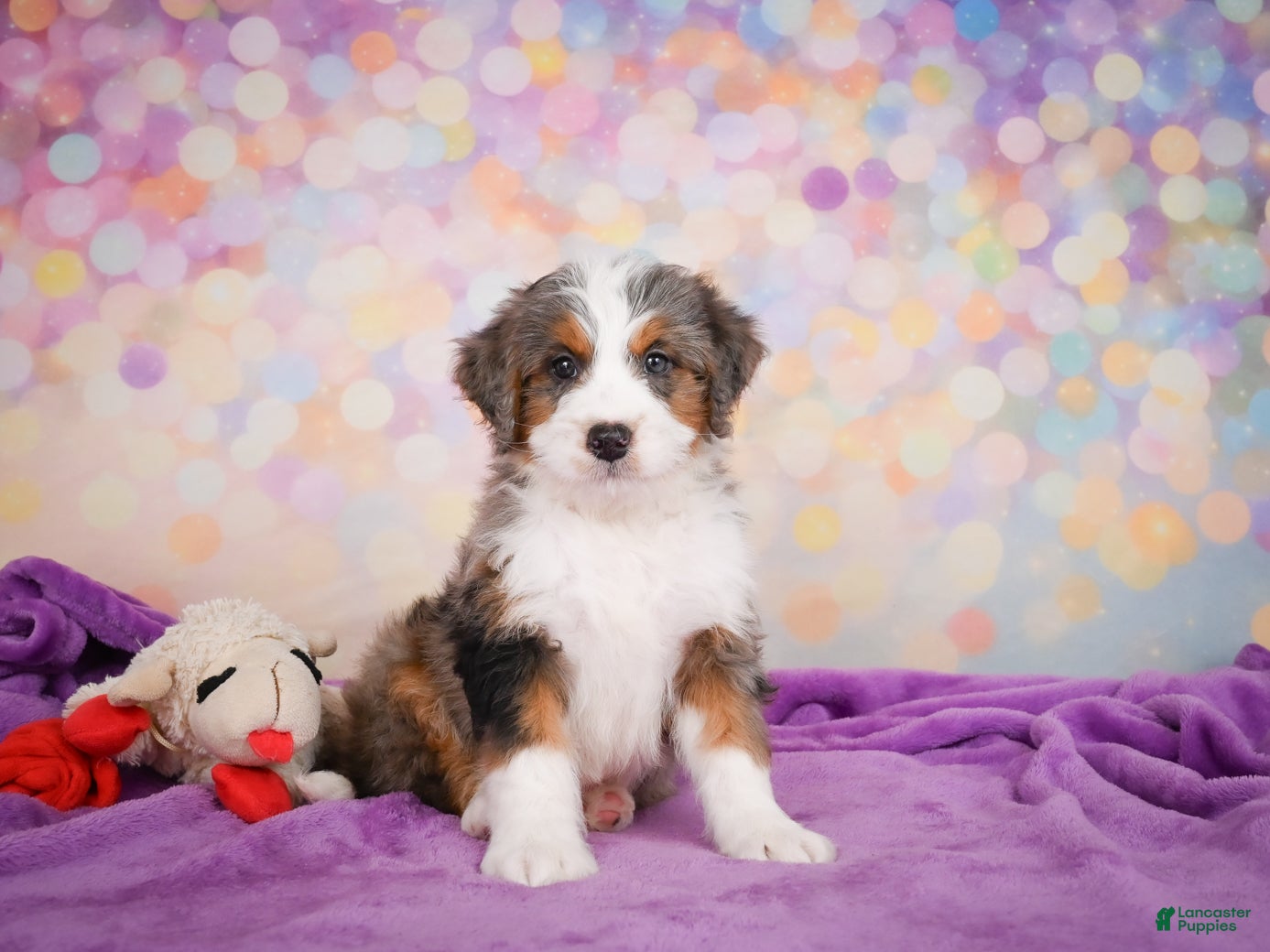 Mini Bernedoodle dogs Sammy - Ad 1