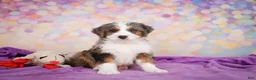 Mini Bernedoodle dogs for sale: Sammy - Ad 1