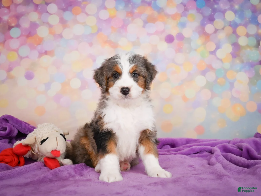 Mini Bernedoodle dogs for sale: Sammy - Ad 1
