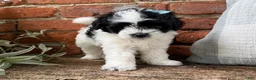 Havapoo dogs for sale: Annie - Ad 3