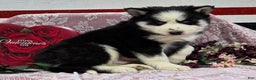 Siberian Husky dogs for sale: Kipton  - Ad 1