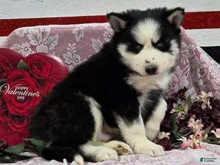 Siberian Husky dogs Kipton - Ad 11