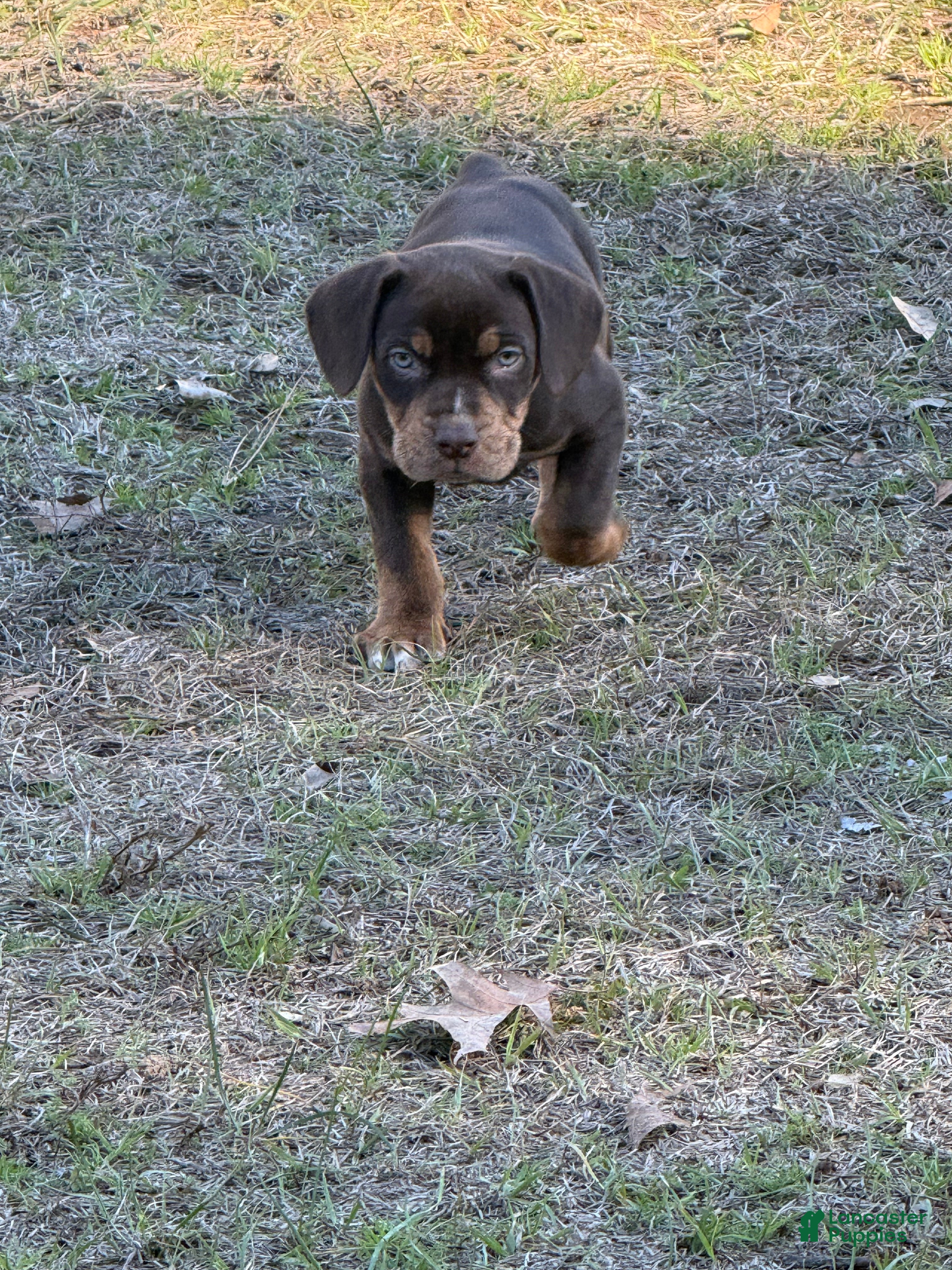 Catahoula Leopard Dog dogs Catahoula Leopard Dog Puppy 6 - Ad 1