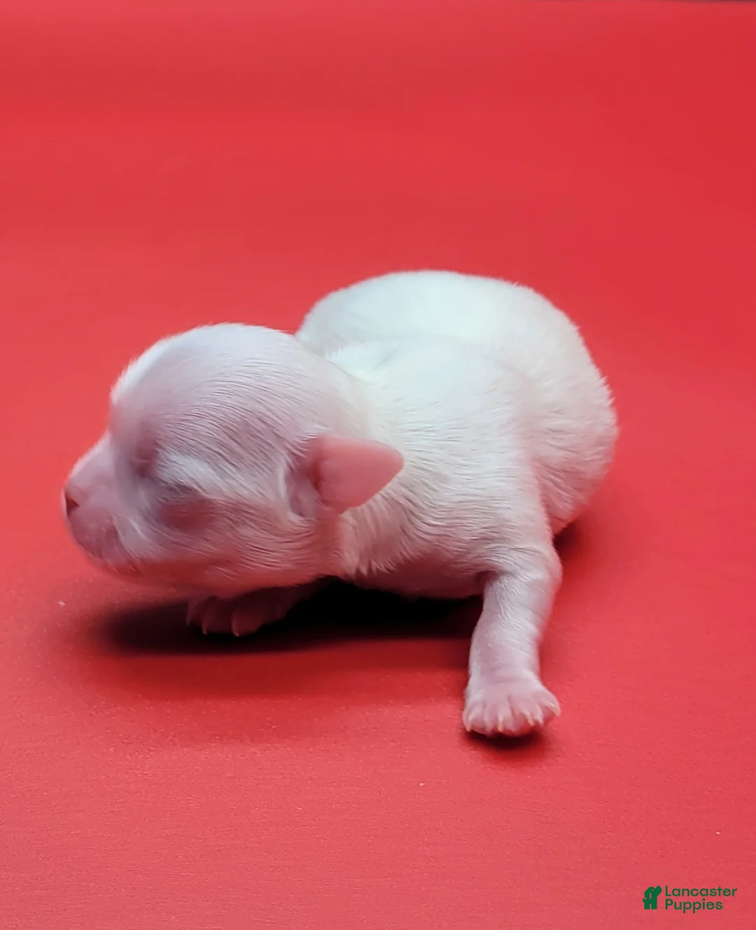 Maltese dogs for sale: Maltese Puppy 1 - Ad 2