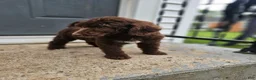 Standard Poodle dogs for sale: Michael Scott - Ad 4
