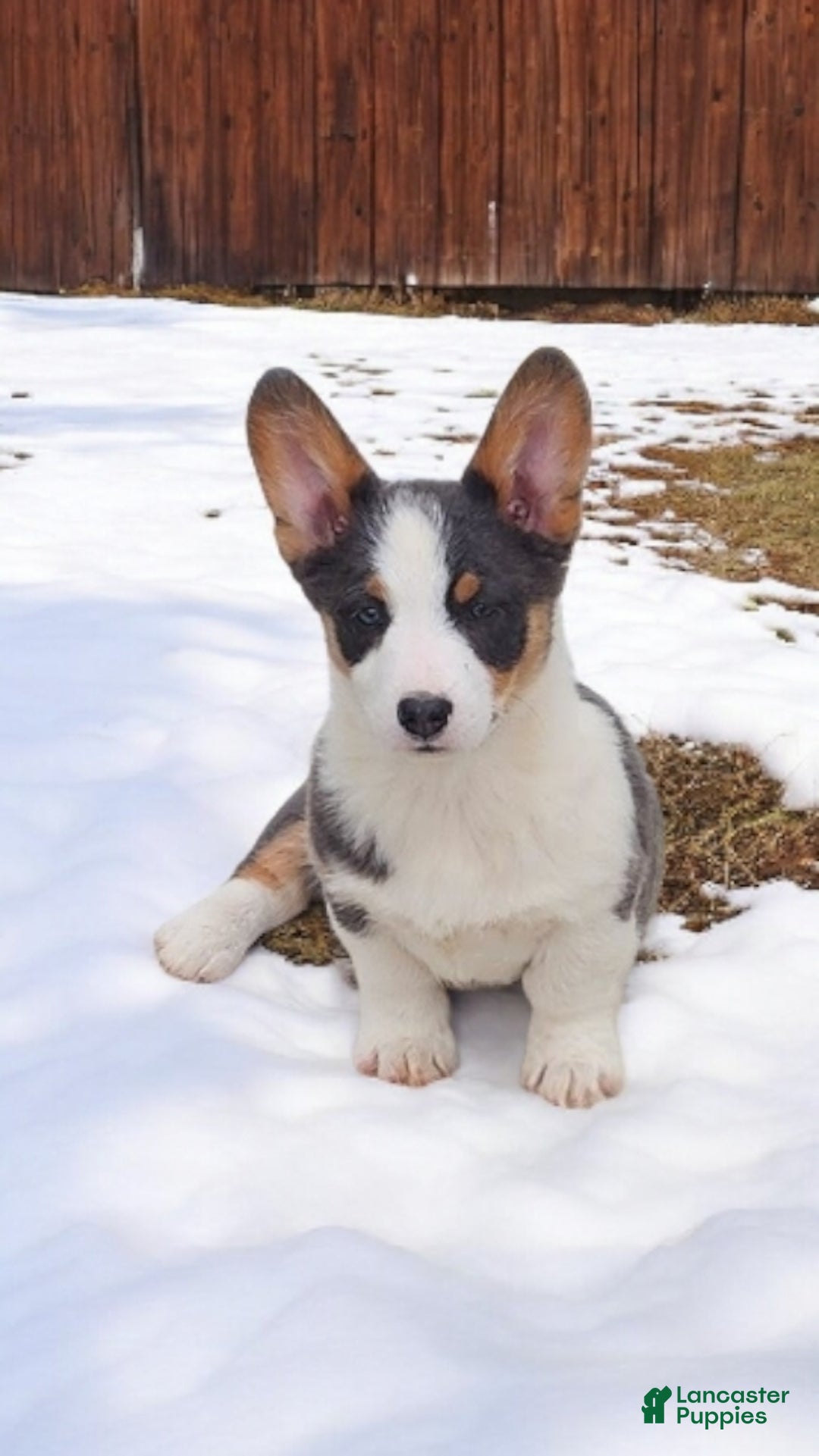 Welsh Corgi Pembroke dogs for sale: Arnie Bluie - Ad 4