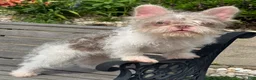 French Bulldog dogs for sale: Adam  - Ad 1