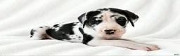 Great Dane dogs for sale: Makani - Ad 3