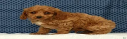 Cockapoo dogs for sale: Milo - Ad 4