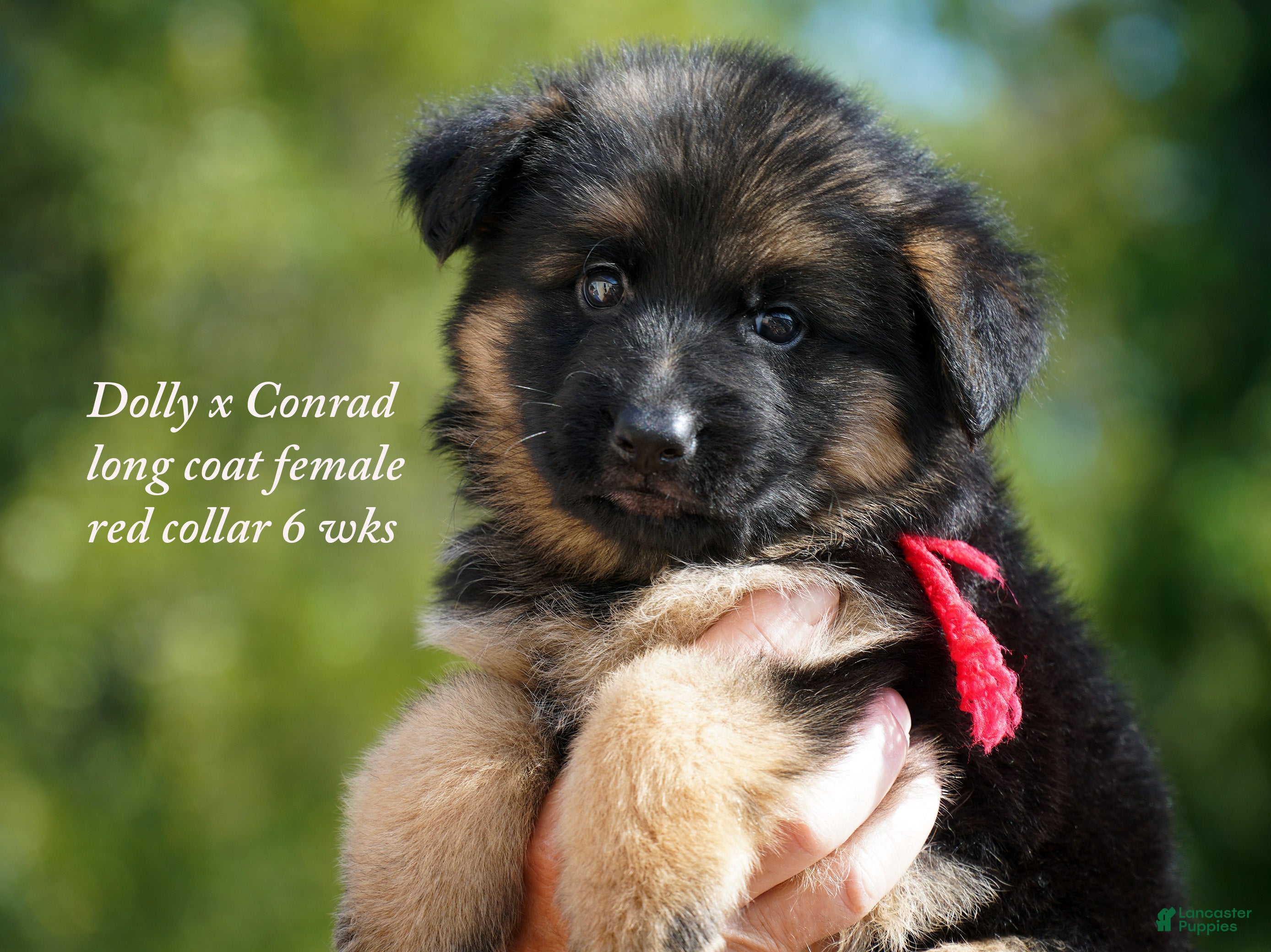 German Shepherd dogs German Shepherd female red collar - Ad 39