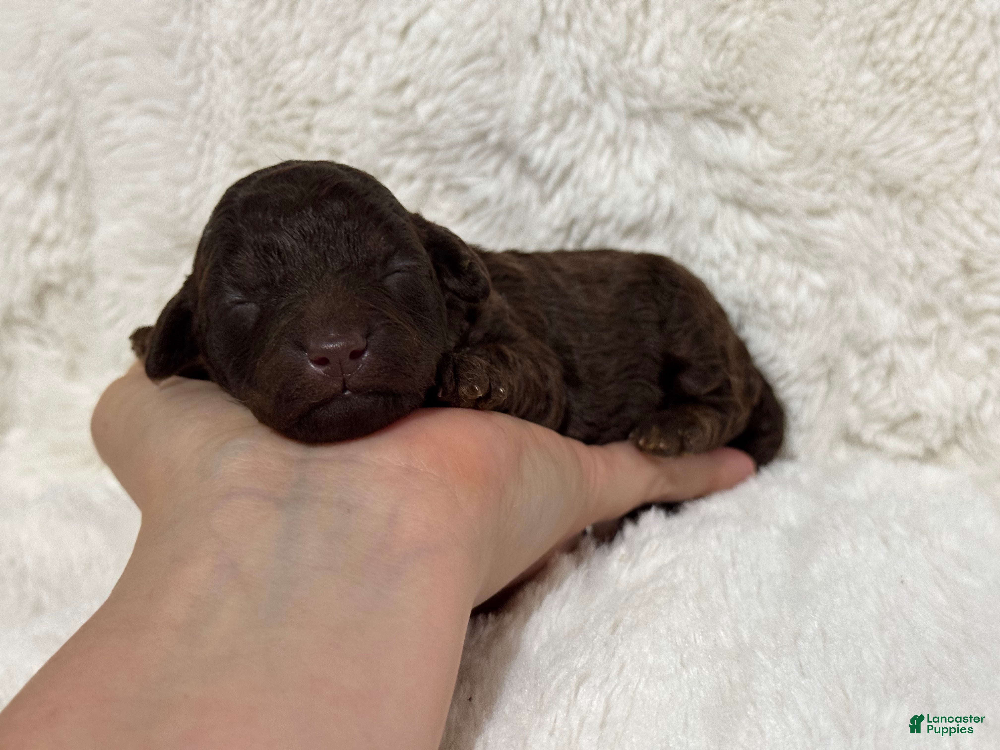Toy Poodle dogs Ellie - Ad 16