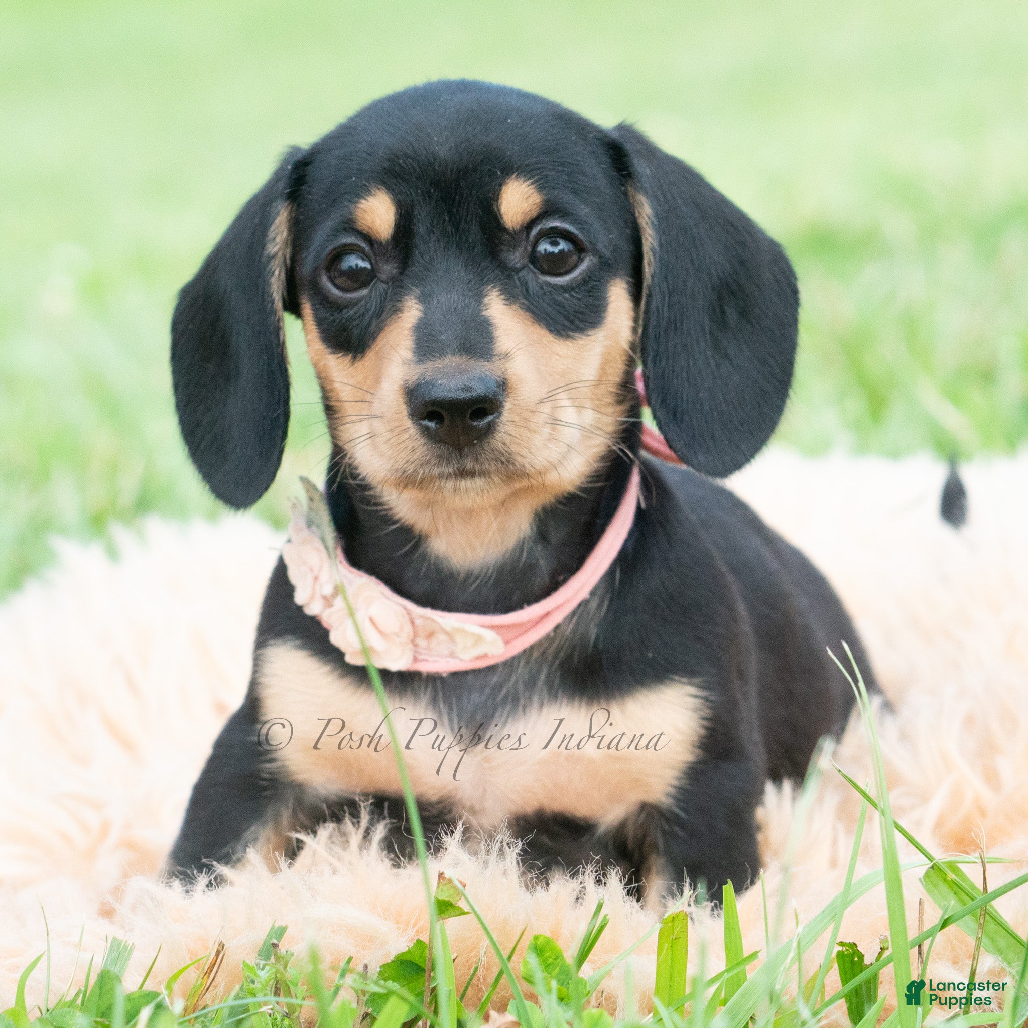 Miniature Dachshund dogs Espresso - Ad 15