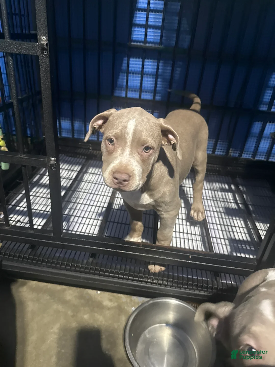 American Bully dogs for sale: American Bully 1 - Ad 2