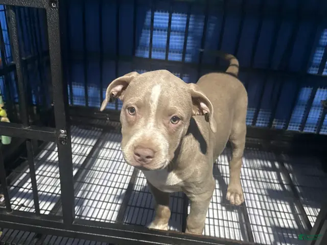American Bully dogs for sale: American Bully 1 - Ad 1