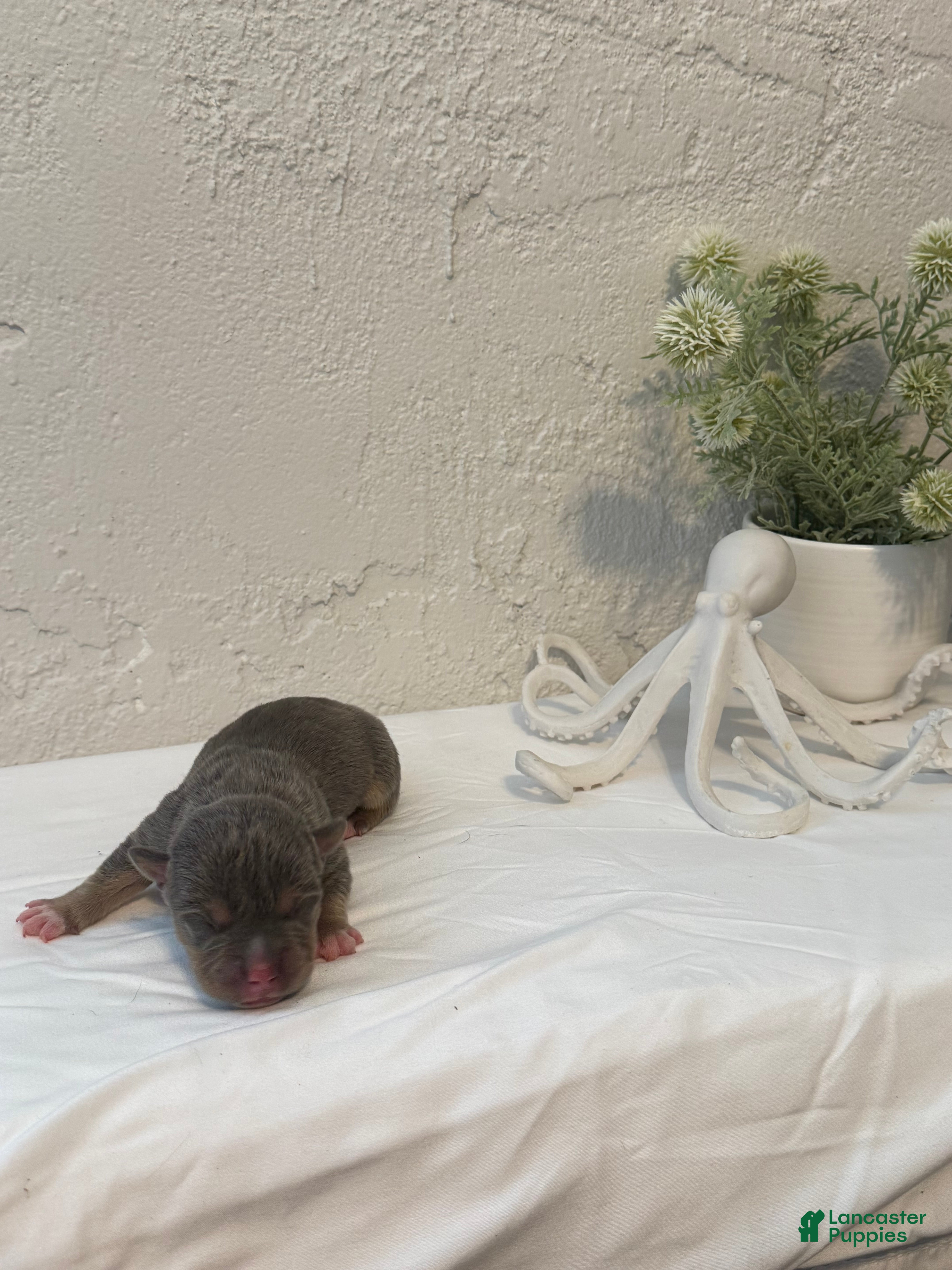 American Bully dogs for sale: Cove - Ad 1