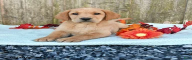 Tucker