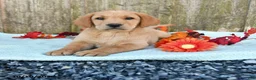 Labrador Retriever dogs for sale: Tucker - Ad 1