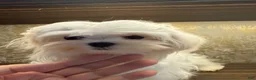 Maltese dogs for sale: Maltese 1 - Ad 6