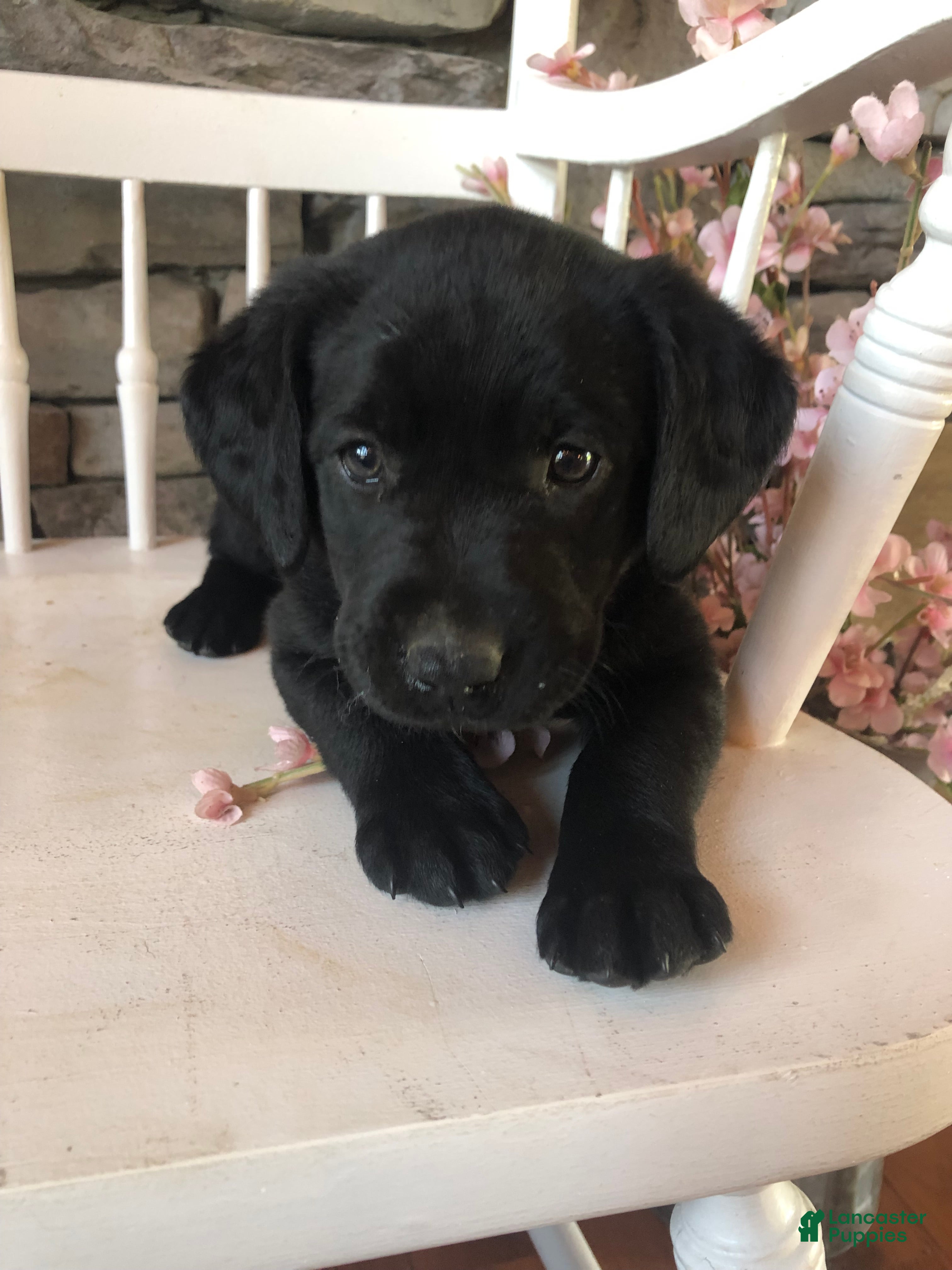 Labrador Retriever dogs Kylee - Ad 1