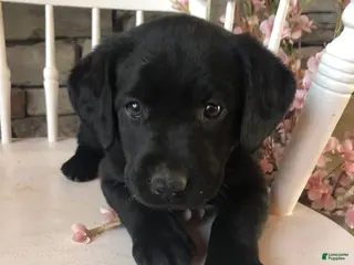 Labrador Retriever dogs for sale: Kylee - Ad 1