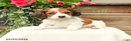 Dachshund dogs for sale: Shiloh - Ad 3