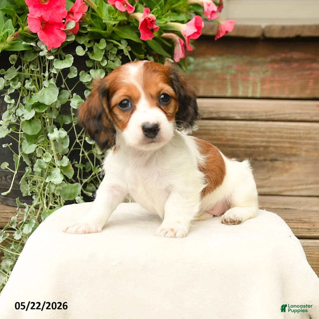 Dachshund dogs for sale: Shiloh - Ad 3
