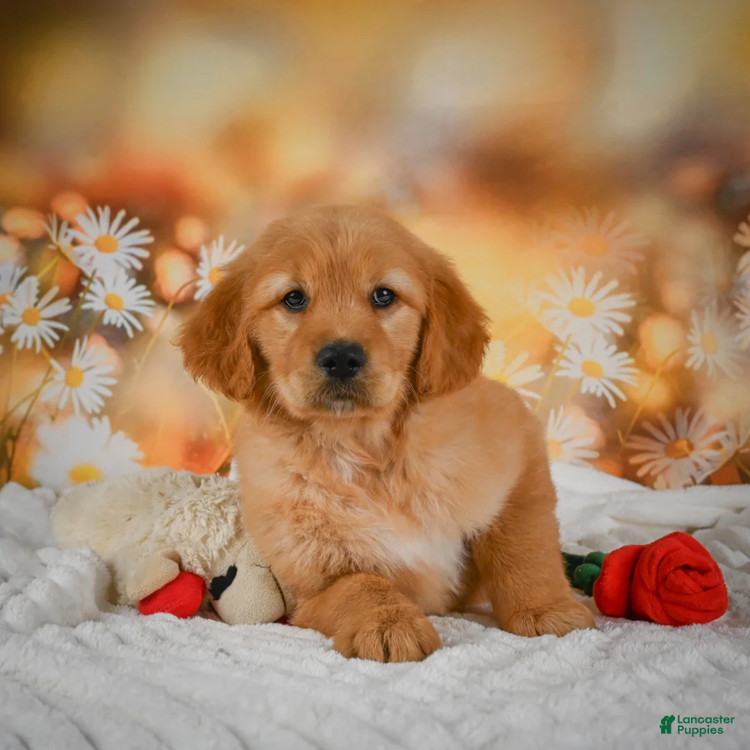 Golden Retriever dogs for sale: Honey - Ad 2