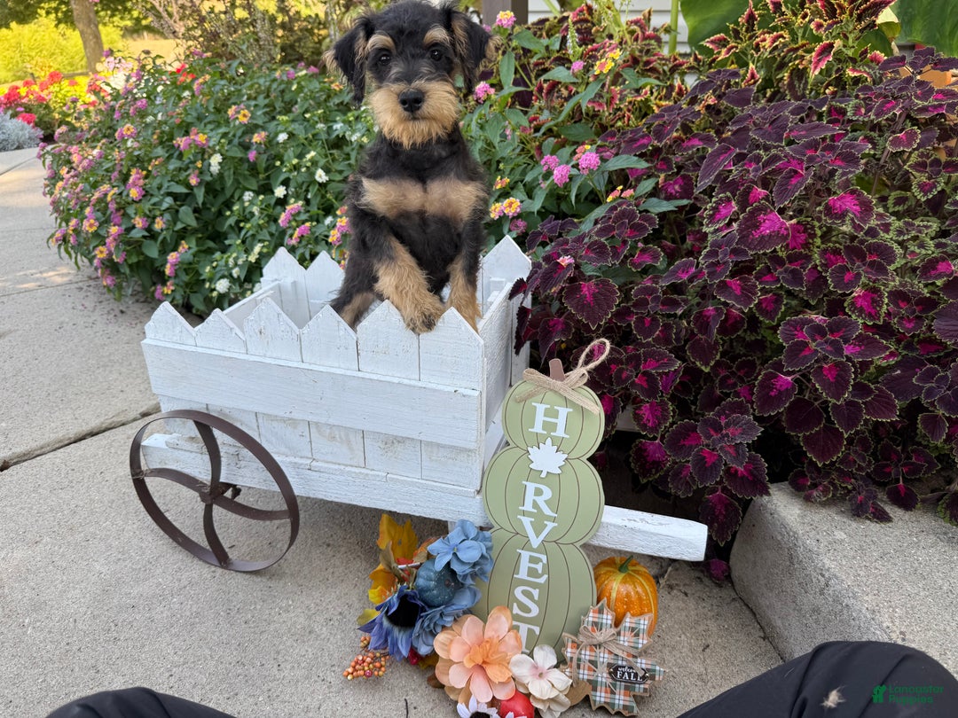 Schnoodle dogs for sale: Isaiah - Ad 29