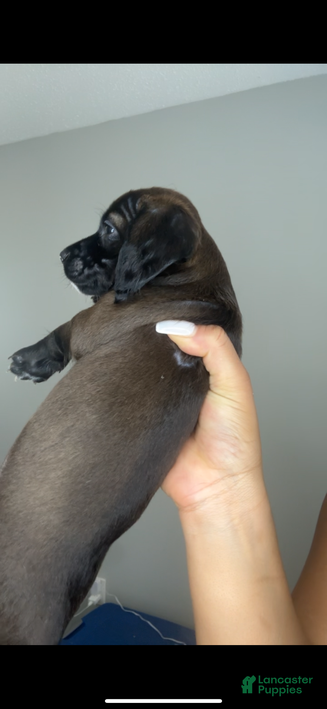 Mixed Breed dogs for sale: Blue Ivy  - Ad 1