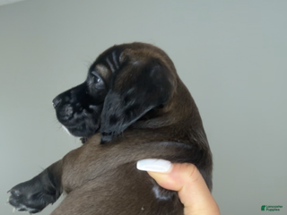 Mixed Breed dogs Blue Ivy - Ad 22