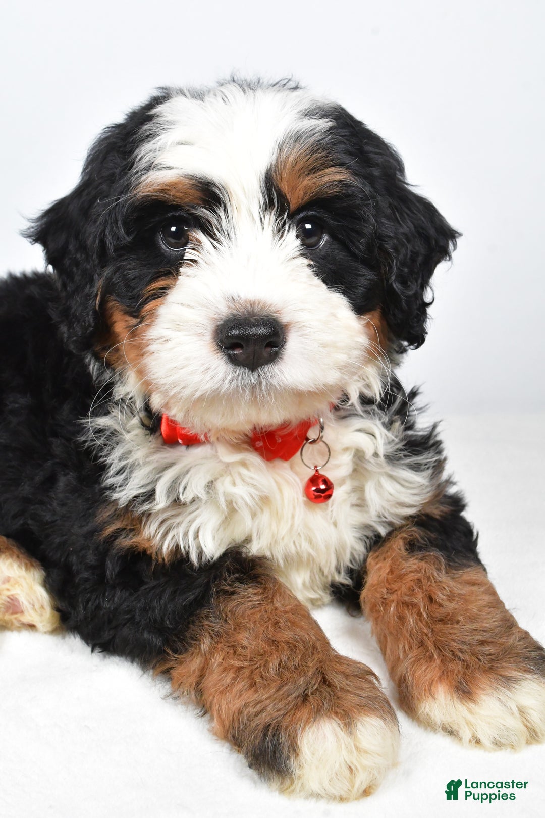 Mixed Breed dogs for sale: Cole - Ad 3