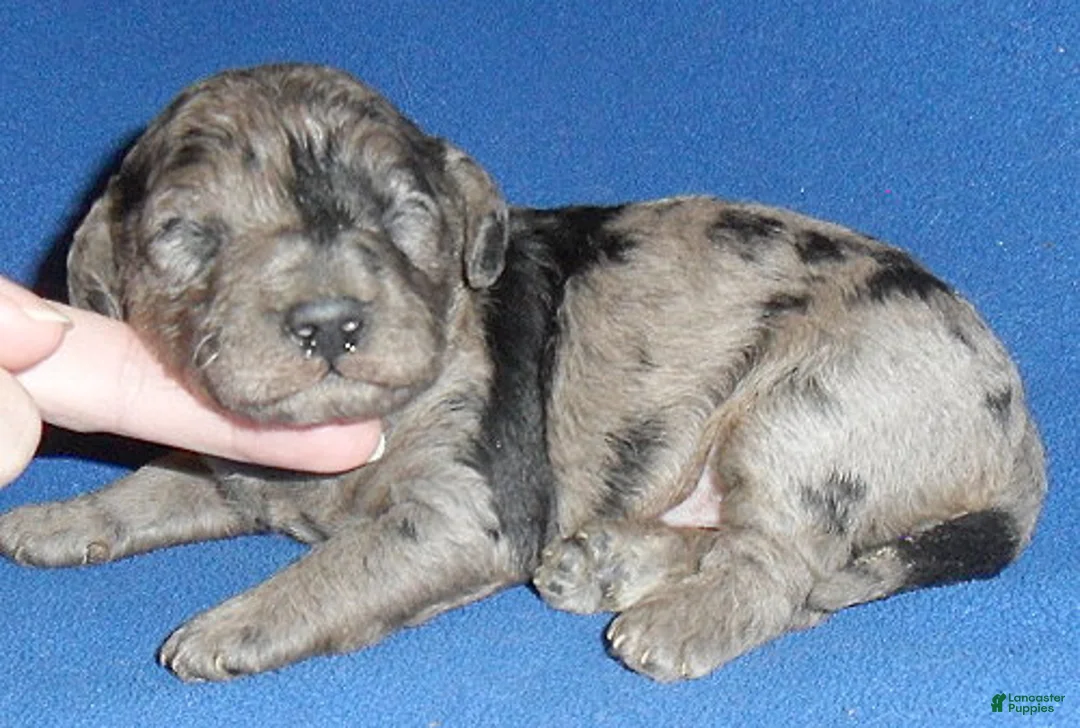 Yorkiepoo dogs for sale: Gidget - Ad 6