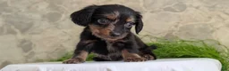 Miniature Dachshund dogs for sale: Loki  - Ad 4