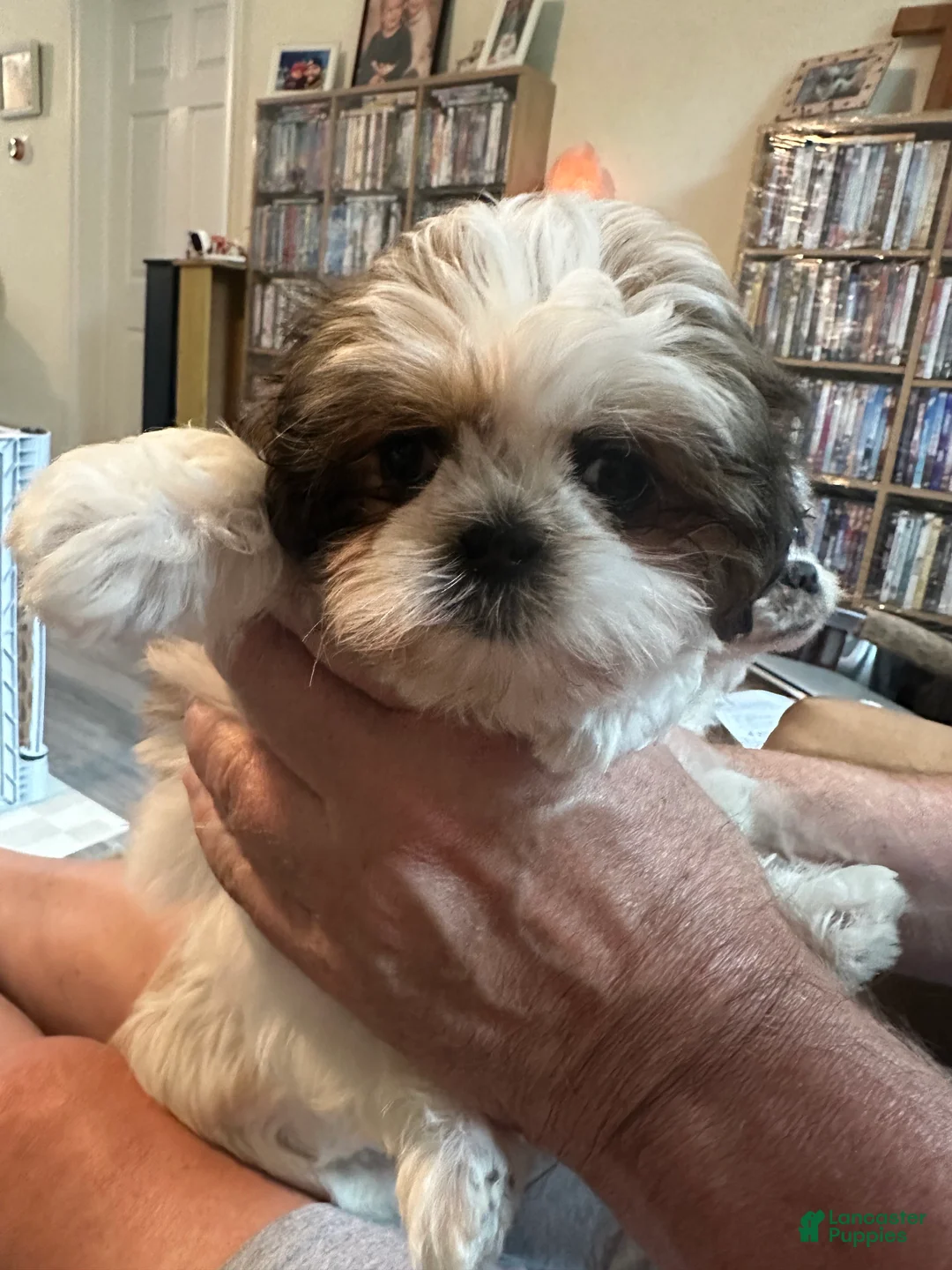 Shih Tzu dogs for sale: Shih Tzu 1 - Ad 1