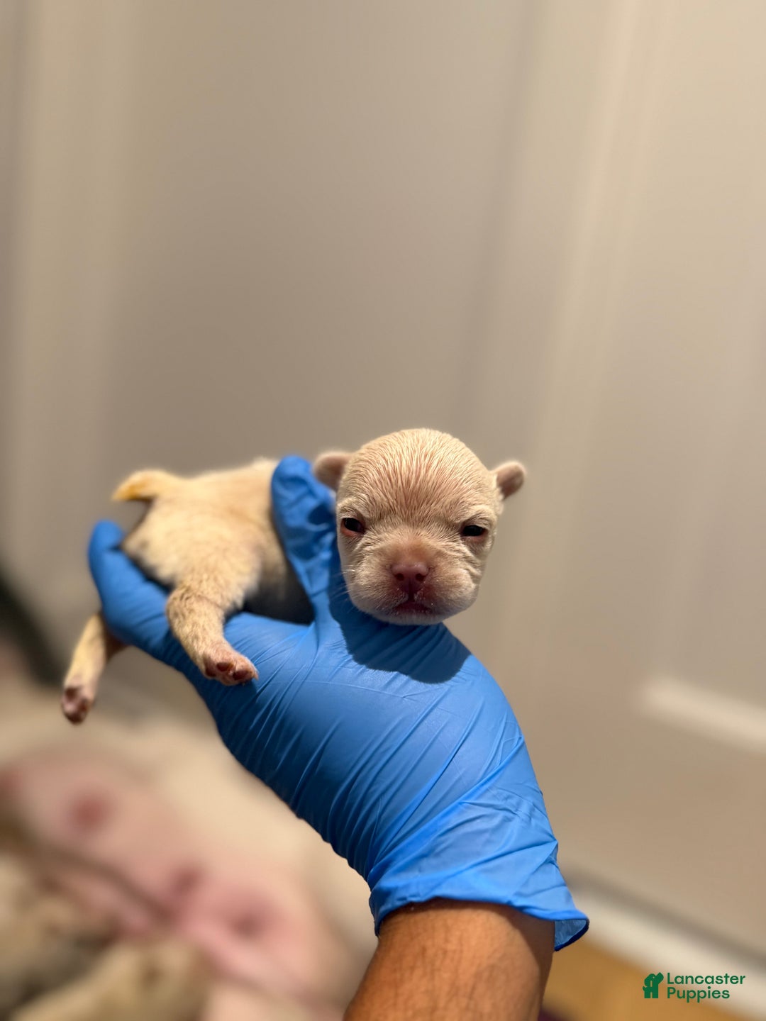 French Bulldog dogs for sale: Pearl - Ad 2