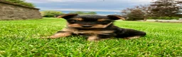 Yorkshire Terrier dogs for sale: Mia - Ad 12