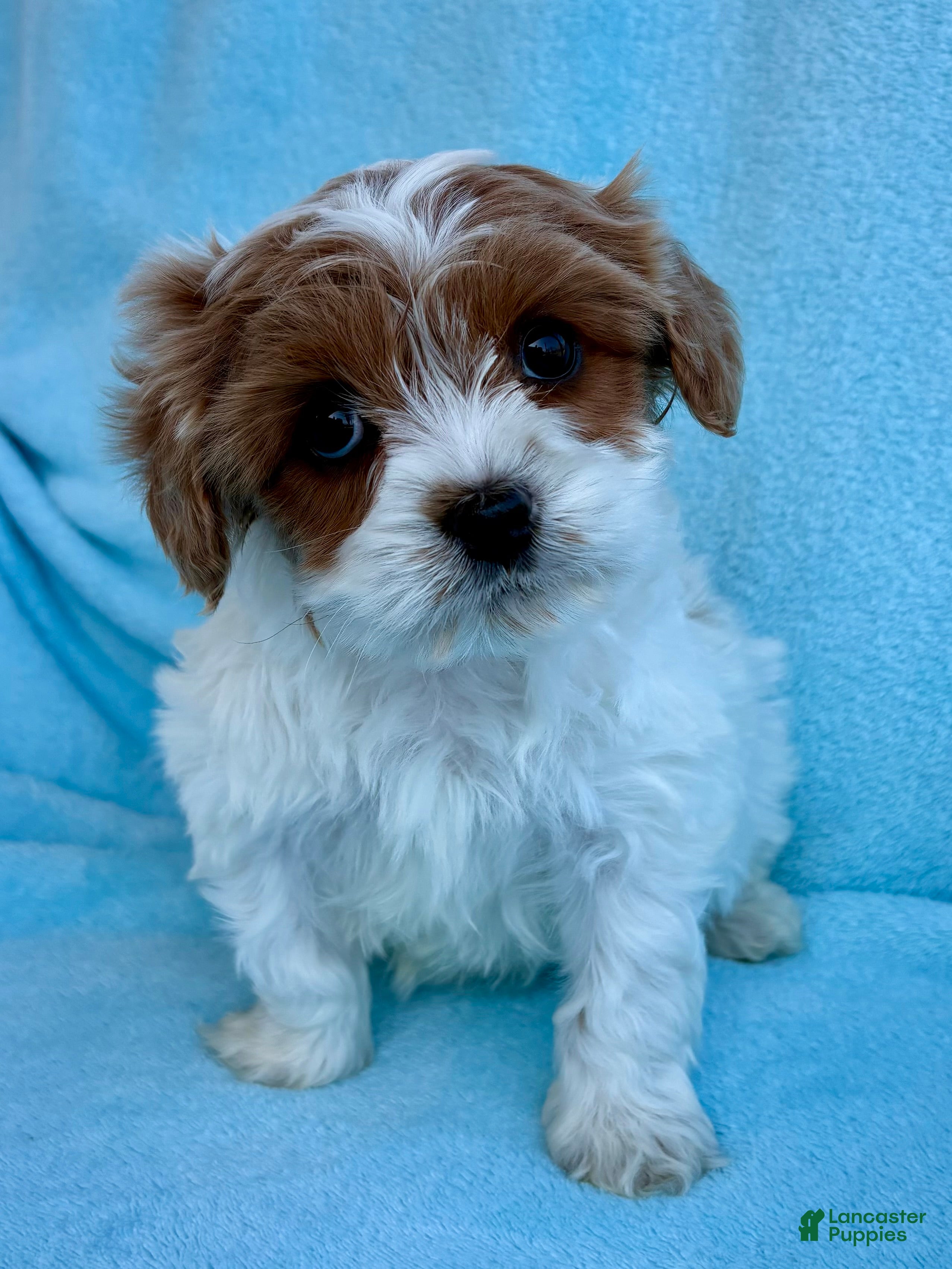Cavapoo dogs Cavapoo Puppy 3 - Ad 2