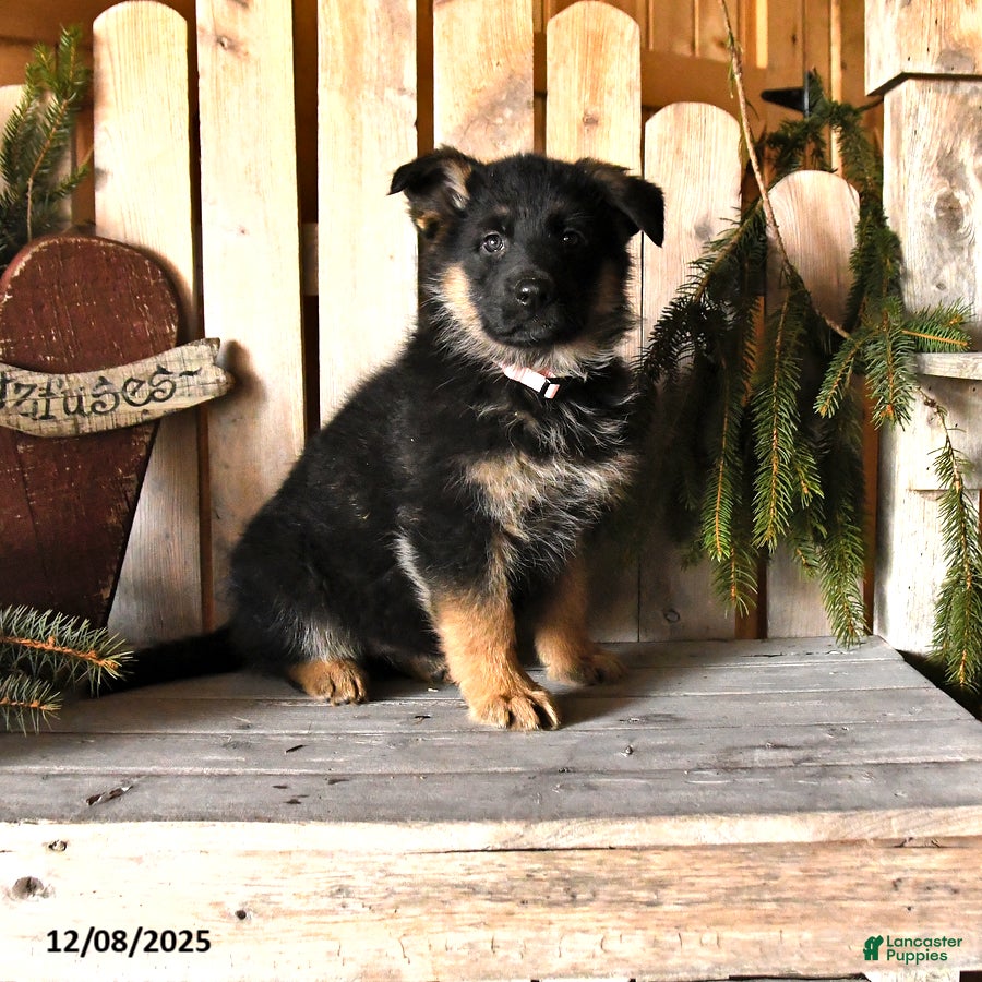 German Shepherd dogs Sasha - Ad 23